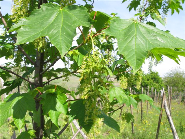 Acero da id. - Acer cfr. pseudoplatanus
